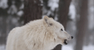 5E94057B-1334-43F6-9785-DC6BB766074E.gif 5E94057B-1334-43F6-9785-DC6BB766074E.gif