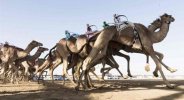 camel racing with robot assistants.jpg