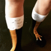 chicken-leg-socks6.gif