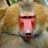 BashfulBaboon